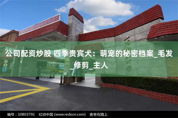 公司配资炒股 四季贵宾犬：萌宠的秘密档案_毛发_修剪_主人